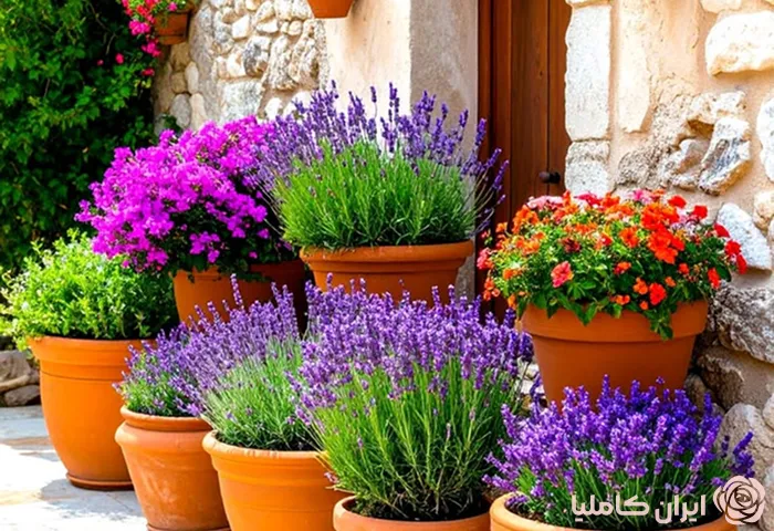 فلاورباکس سفالی